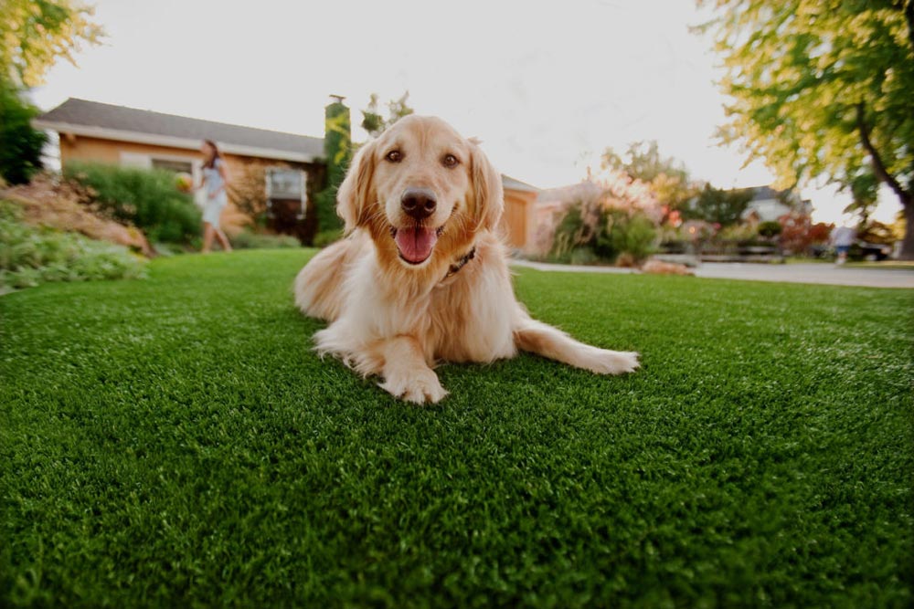 Adapte seu lar para seu melhor amigo: conheça a grama sintética para cachorro!