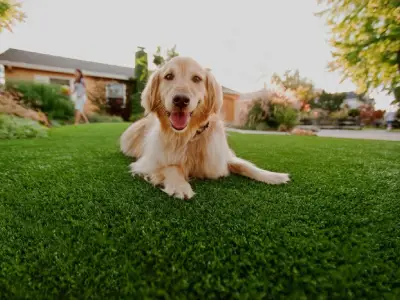 Grama Sintética para Pets